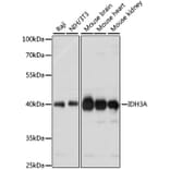 Western Blot - Anti-IDH3A Antibody (A89748) - Antibodies.com