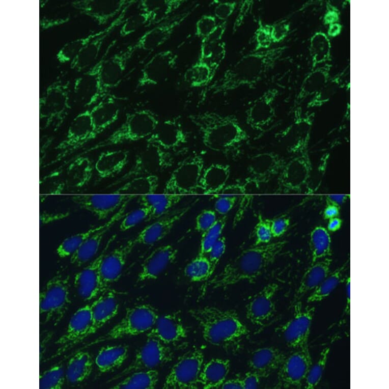 Immunofluorescence - Anti-IDH3A Antibody (A89748) - Antibodies.com