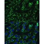 Immunofluorescence - Anti-IDH3A Antibody (A89748) - Antibodies.com