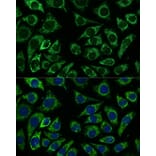 Immunofluorescence - Anti-IDH3A Antibody (A89748) - Antibodies.com