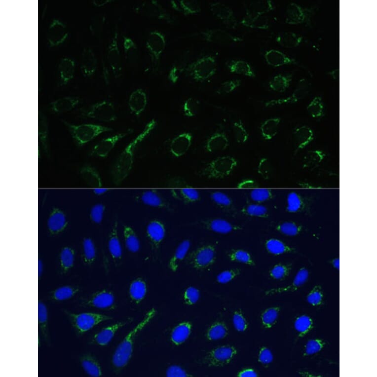 Immunofluorescence - Anti-IDH3A Antibody (A89748) - Antibodies.com