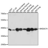 Western Blot - Anti-B4GALT4 Antibody (A89751) - Antibodies.com
