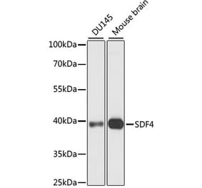 Western Blot - Anti-SDF4 Antibody (A89752) - Antibodies.com