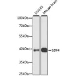 Western Blot - Anti-SDF4 Antibody (A89752) - Antibodies.com