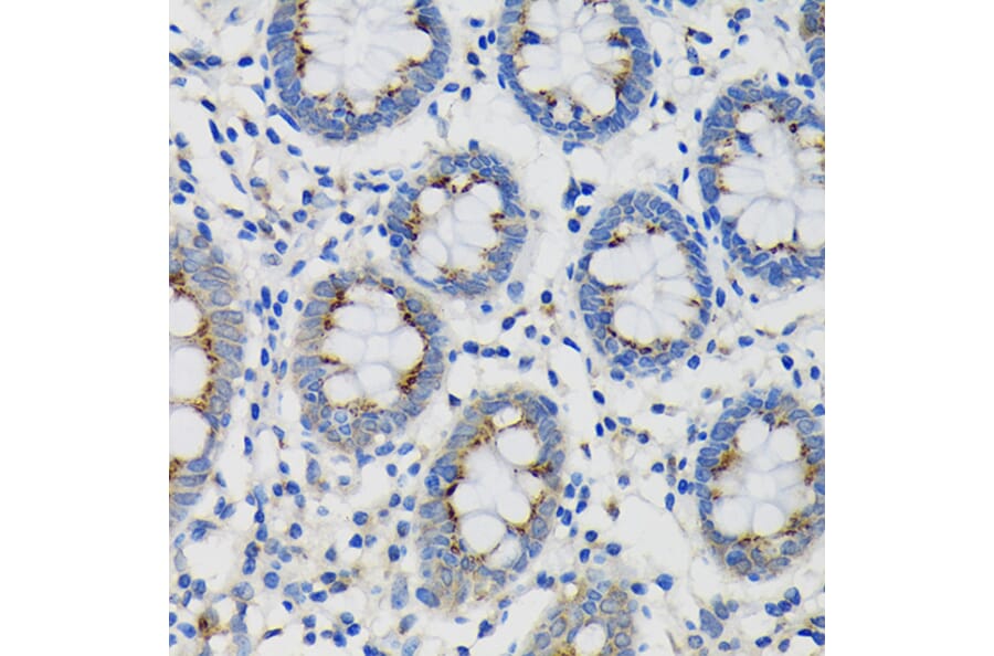 Immunohistochemistry - Anti-SDF4 Antibody (A89752) - Antibodies.com