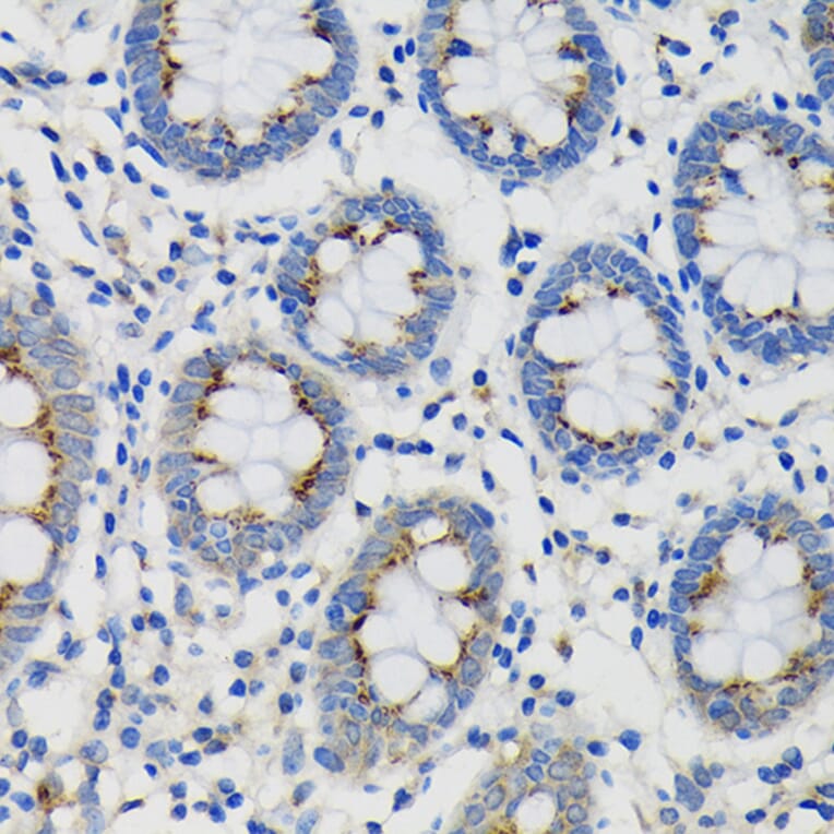 Immunohistochemistry - Anti-SDF4 Antibody (A89752) - Antibodies.com