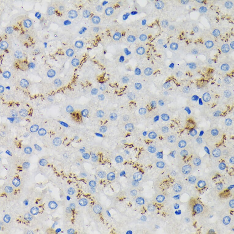 Immunohistochemistry - Anti-SDF4 Antibody (A89752) - Antibodies.com