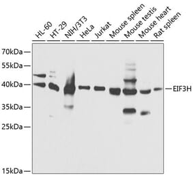 Western Blot - Anti-EIF3H Antibody (A89755) - Antibodies.com