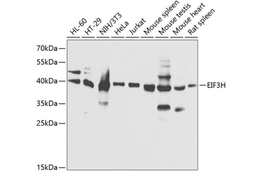 Western Blot - Anti-EIF3H Antibody (A89755) - Antibodies.com