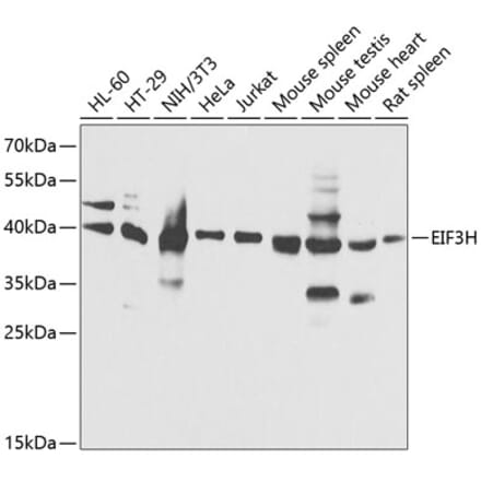 Western Blot - Anti-EIF3H Antibody (A89755) - Antibodies.com