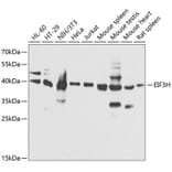 Western Blot - Anti-EIF3H Antibody (A89755) - Antibodies.com