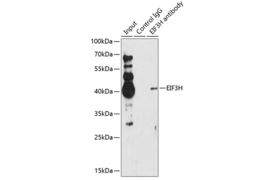 Western Blot - Anti-EIF3H Antibody (A89755) - Antibodies.com