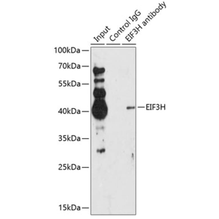 Western Blot - Anti-EIF3H Antibody (A89755) - Antibodies.com