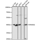Western Blot - Anti-EDJ Antibody (A89756) - Antibodies.com