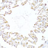Immunohistochemistry - Anti-EDJ Antibody (A89756) - Antibodies.com