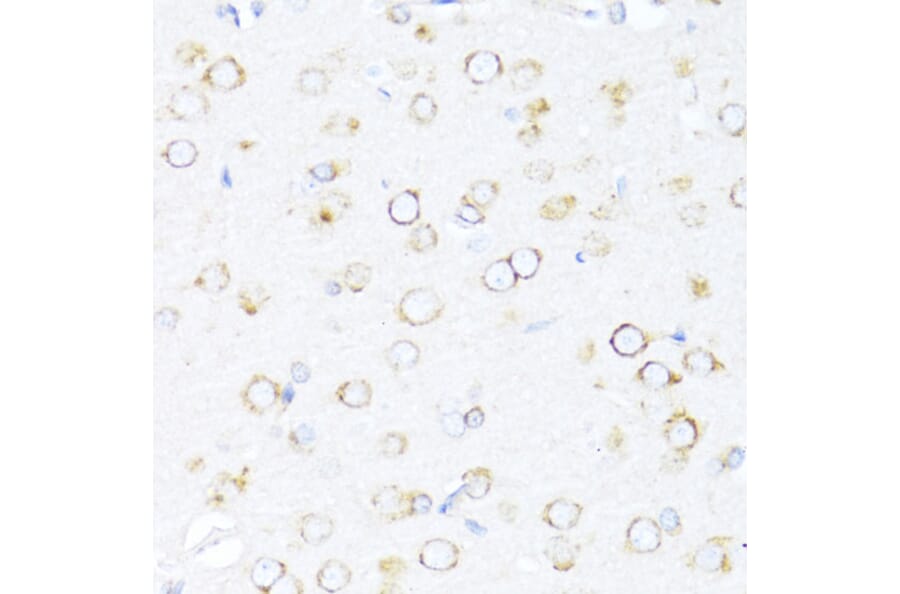 Immunohistochemistry - Anti-EDJ Antibody (A89756) - Antibodies.com