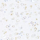 Immunohistochemistry - Anti-EDJ Antibody (A89756) - Antibodies.com