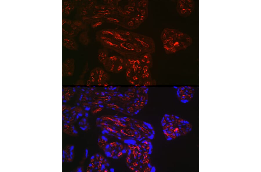 Immunofluorescence - Anti-CD32 Antibody (A89758) - Antibodies.com