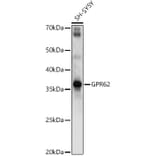 Western Blot - Anti-GPR62 Antibody (A89759) - Antibodies.com