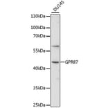 Western Blot - Anti-GPCR GPR87 Antibody (A89760) - Antibodies.com