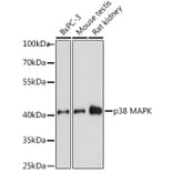 Western Blot - Anti-p38 alpha/MAPK14 Antibody (A89761) - Antibodies.com
