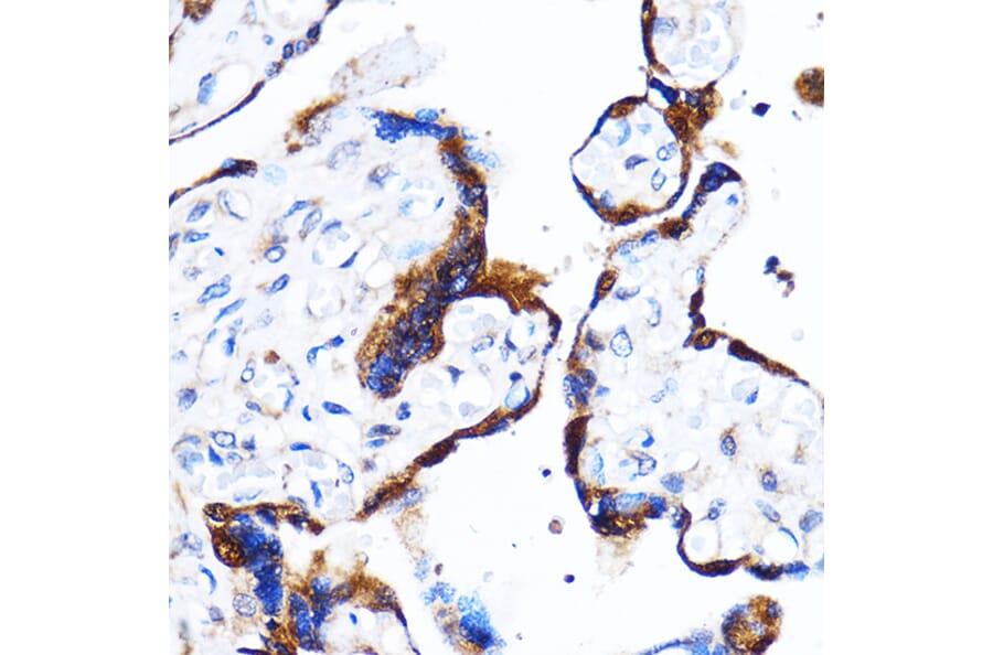 Immunohistochemistry - Anti-p38 alpha/MAPK14 Antibody (A89761) - Antibodies.com