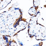 Immunohistochemistry - Anti-p38 alpha/MAPK14 Antibody (A89761) - Antibodies.com
