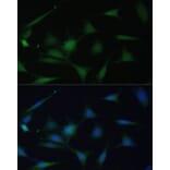 Immunofluorescence - Anti-p38 alpha/MAPK14 Antibody (A89761) - Antibodies.com
