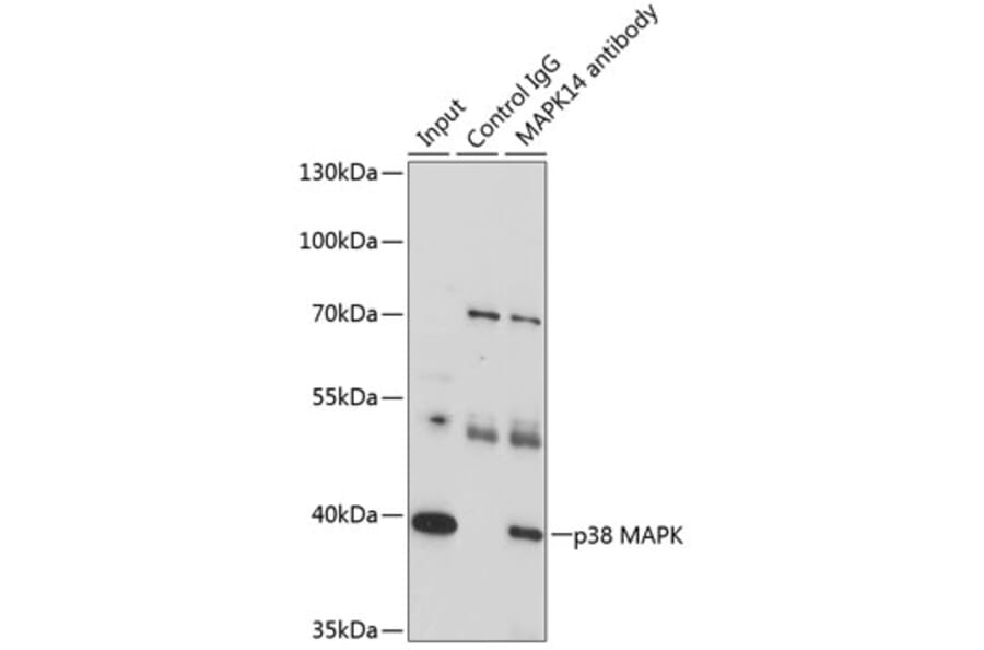 Western Blot - Anti-p38 alpha/MAPK14 Antibody (A89761) - Antibodies.com
