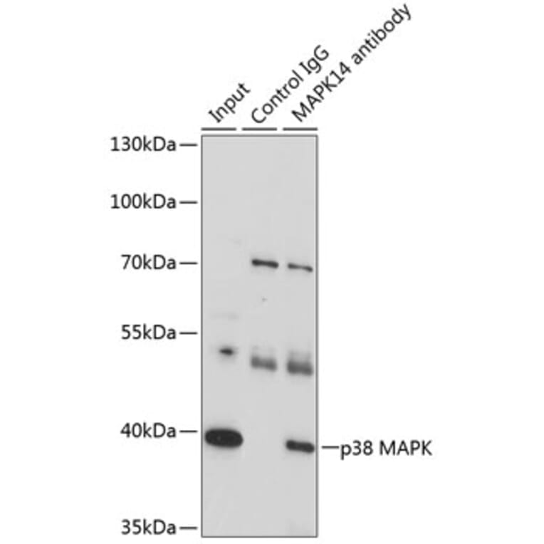 Western Blot - Anti-p38 alpha/MAPK14 Antibody (A89761) - Antibodies.com