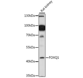 Western Blot - Anti-FOXQ1 Antibody (A89762) - Antibodies.com