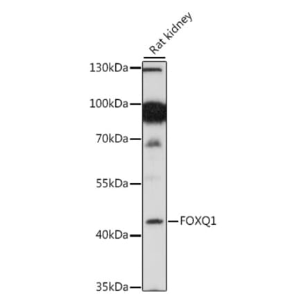 Western Blot - Anti-FOXQ1 Antibody (A89762) - Antibodies.com