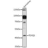 Western Blot - Anti-FOXQ1 Antibody (A89762) - Antibodies.com