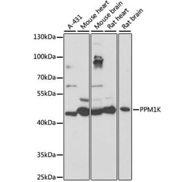 Western Blot - Anti-PPM1K Antibody (A89765) - Antibodies.com