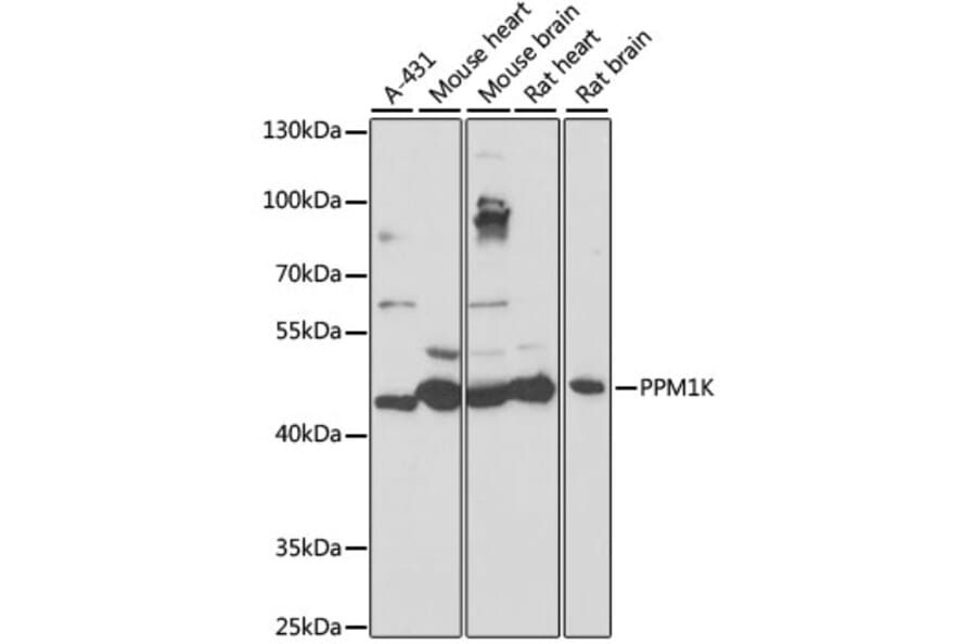 Western Blot - Anti-PPM1K Antibody (A89765) - Antibodies.com