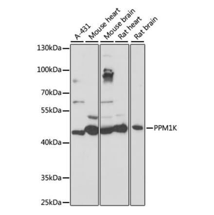 Western Blot - Anti-PPM1K Antibody (A89765) - Antibodies.com