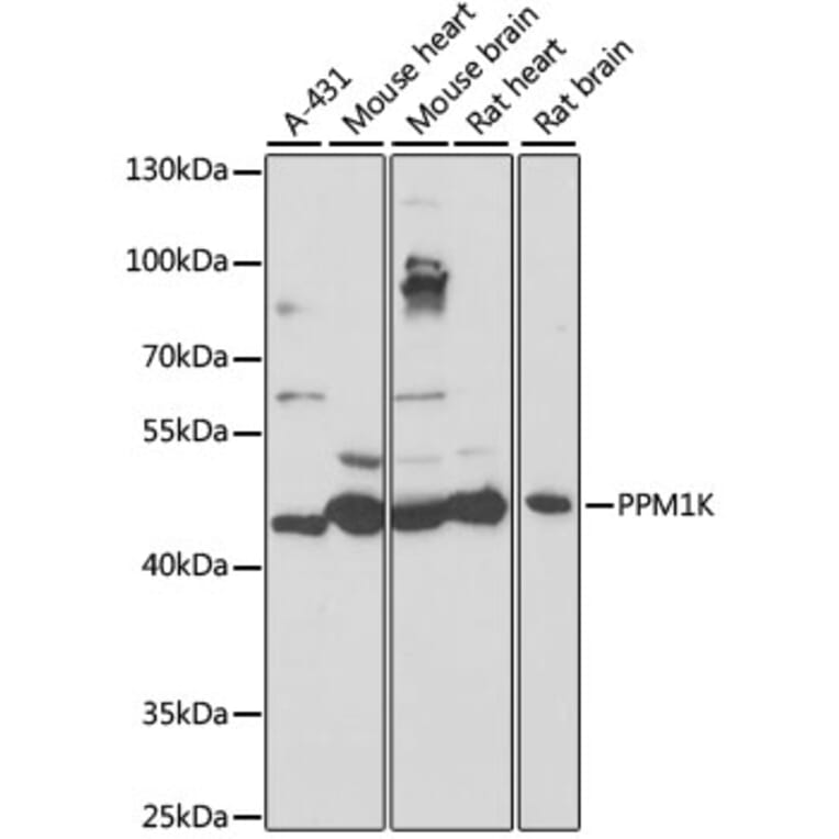 Western Blot - Anti-PPM1K Antibody (A89765) - Antibodies.com
