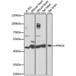Western Blot - Anti-PPM1K Antibody (A89765) - Antibodies.com