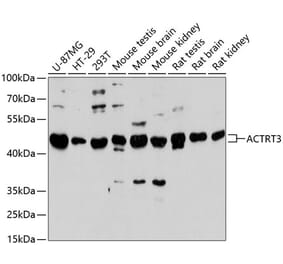 Western Blot - Anti-ACTRT3 Antibody (A89767) - Antibodies.com