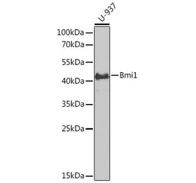 Western Blot - Anti-Bmi1 Antibody (A89769) - Antibodies.com
