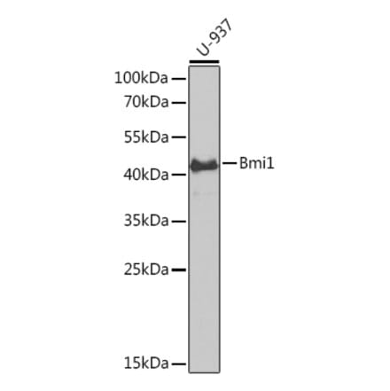 Western Blot - Anti-Bmi1 Antibody (A89769) - Antibodies.com