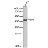 Western Blot - Anti-Bmi1 Antibody (A89769) - Antibodies.com