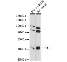 Western Blot - Anti-Bif-1 Antibody (A89770) - Antibodies.com