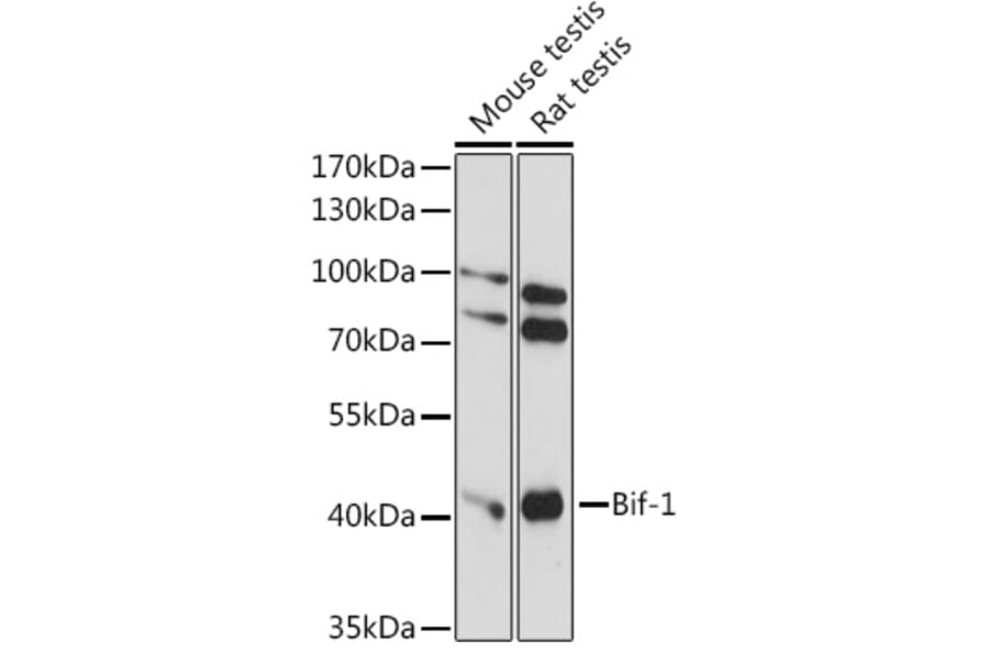 Western Blot - Anti-Bif-1 Antibody (A89770) - Antibodies.com
