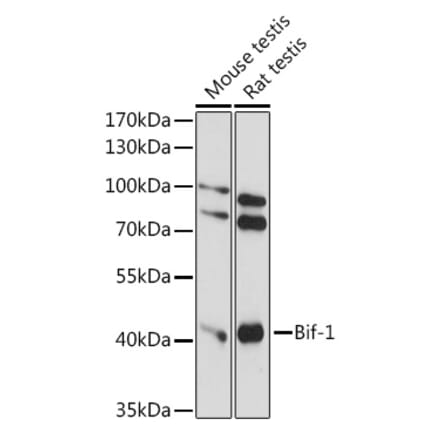 Western Blot - Anti-Bif-1 Antibody (A89770) - Antibodies.com