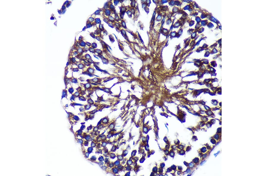 Immunohistochemistry - Anti-Bif-1 Antibody (A89770) - Antibodies.com