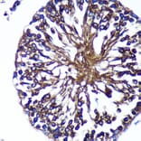 Immunohistochemistry - Anti-Bif-1 Antibody (A89770) - Antibodies.com