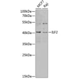 Western Blot - Anti-ILF2/NF45 Antibody (A89771) - Antibodies.com