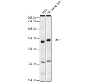 Western Blot - Anti-USF1 Antibody (A89772) - Antibodies.com