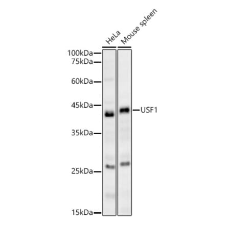 Western Blot - Anti-USF1 Antibody (A89772) - Antibodies.com